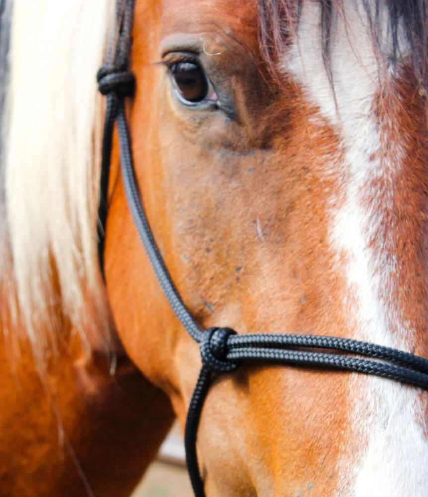 Sliding Ring Rope Halter W/ Rainbow Plated Ring