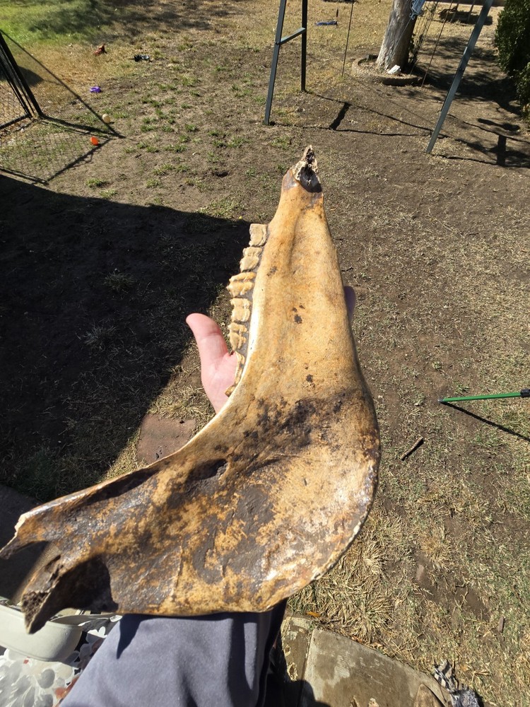 Nice Horse Jaw !