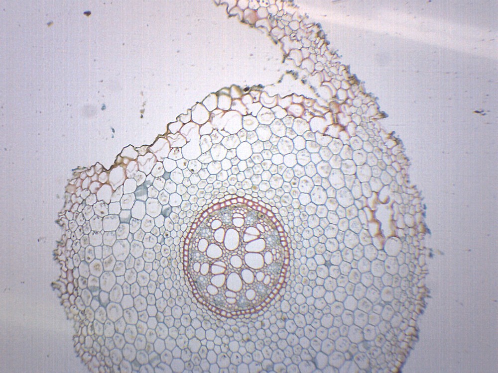 25PK Lilium Root - Prepared Microscope Slides, 75x25mm - Eisco Labs