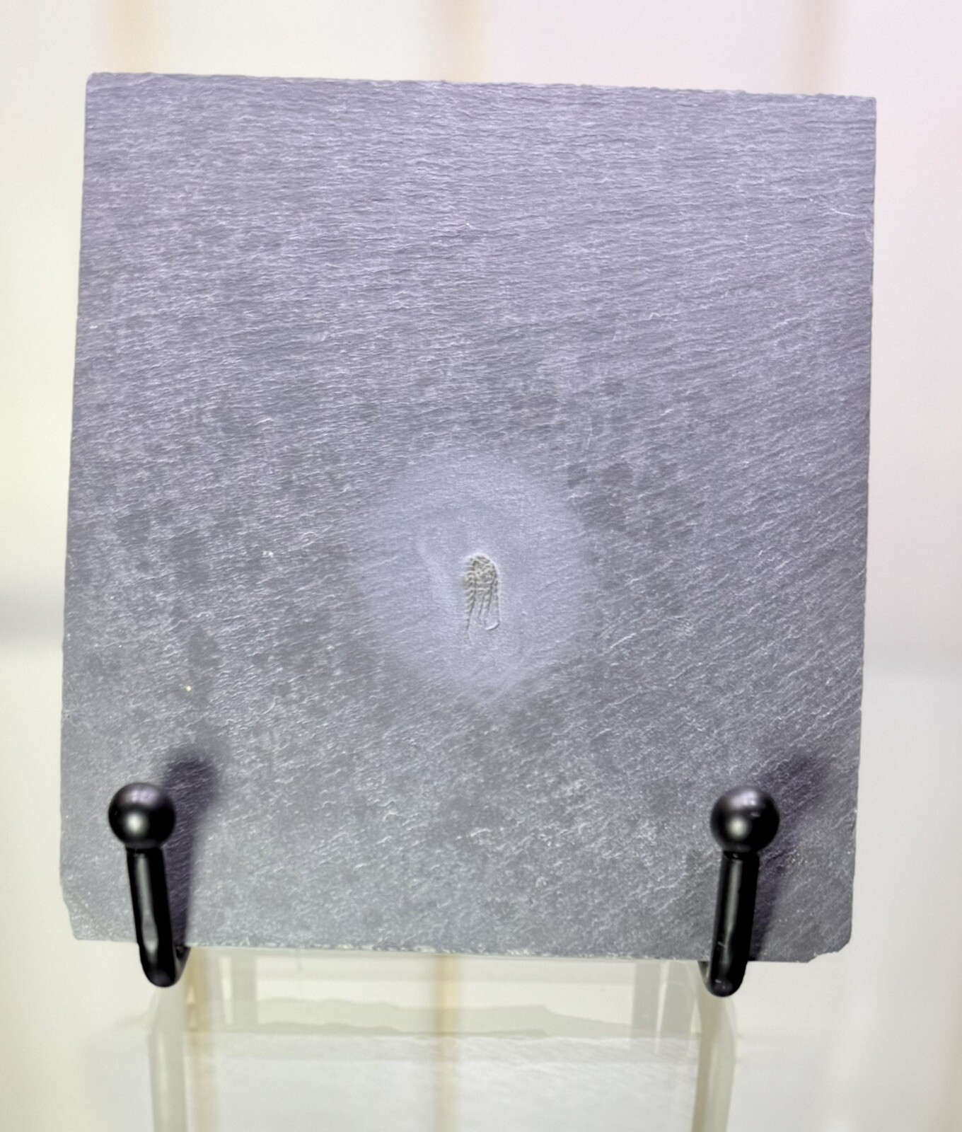 PYRITIZED Brittle Star Eospondylus Fossil ~ Bundenbach Germany ~ Devonian Period