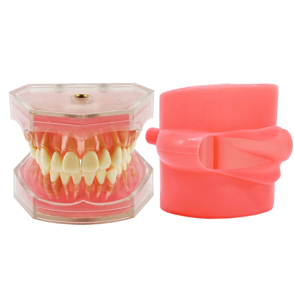 Dental Demonstration Teeth Model Standard Study Teaching Model Removable Teeth