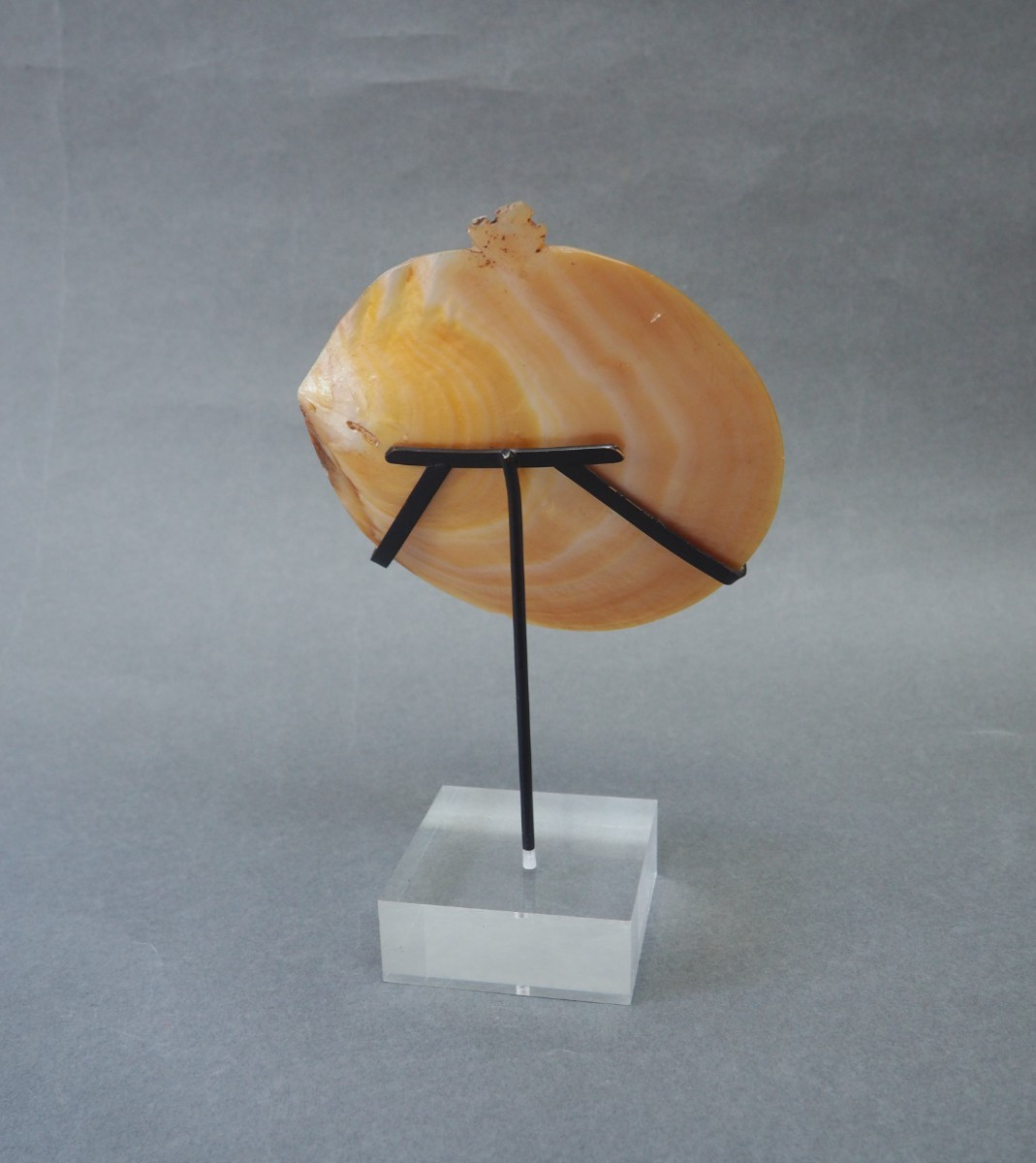 BEAUTIFUL OLD MOUNTED OCEANIC NEW BRITAIN PAPUA NEW GUINEA ARAWE CURRENCY SHELL