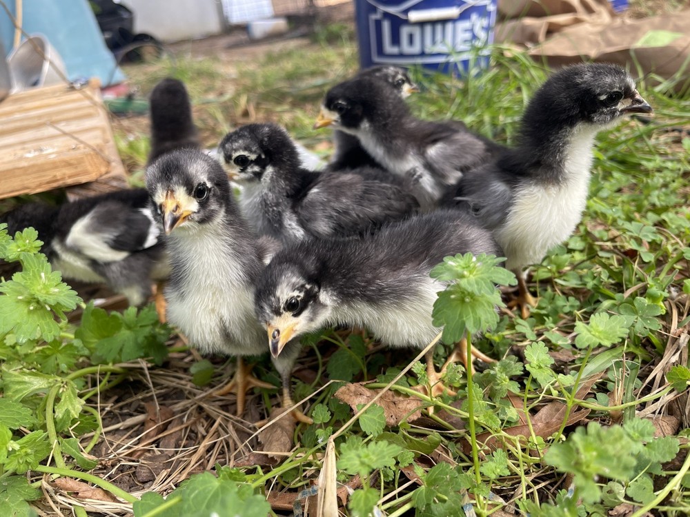 NPIP Certified Australorp Hatching Eggs 12+ 2