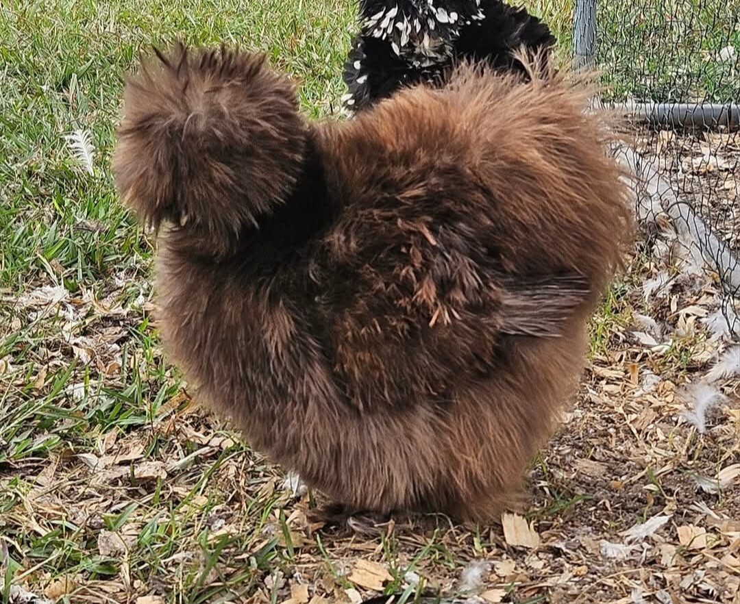 12+ Silkie, Satin, Frizzle Show Quality Hatching Eggs, NPIP Cert