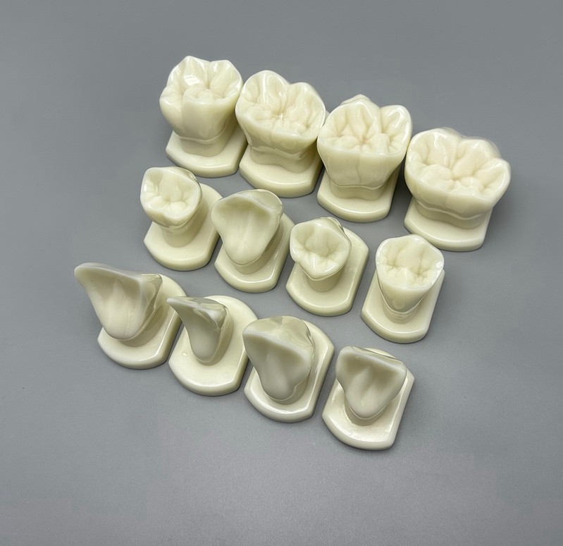 Dental Teeth Form Models Orthodontic Typodont Model Lab Teaching Tooth Study 12x