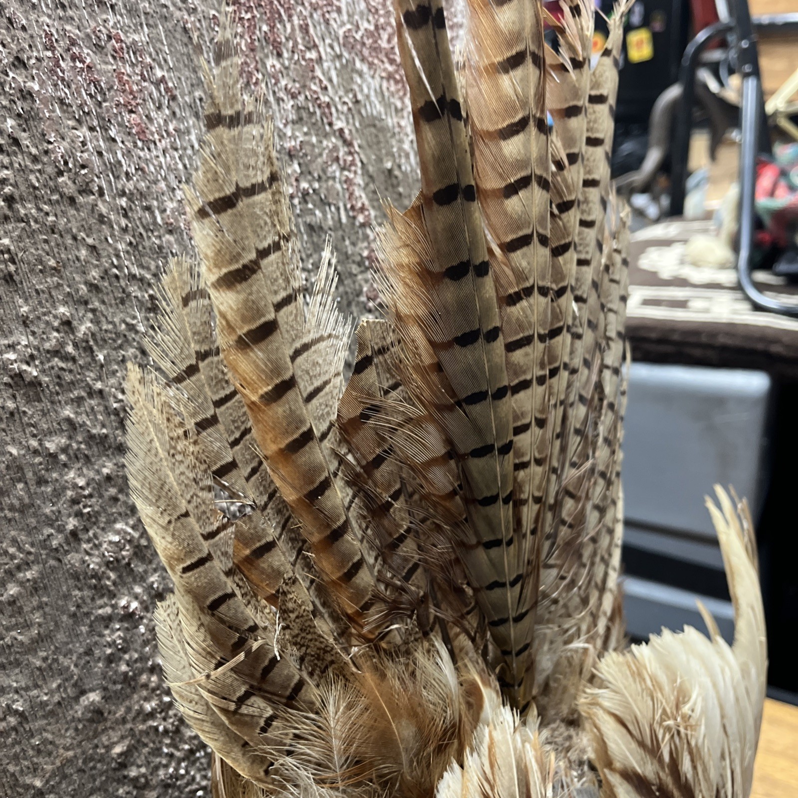 VINTAGE TAXIDERMY RING-NECKED FULL PHEASANT WALL MOUNT 24” CABIN HUNTING