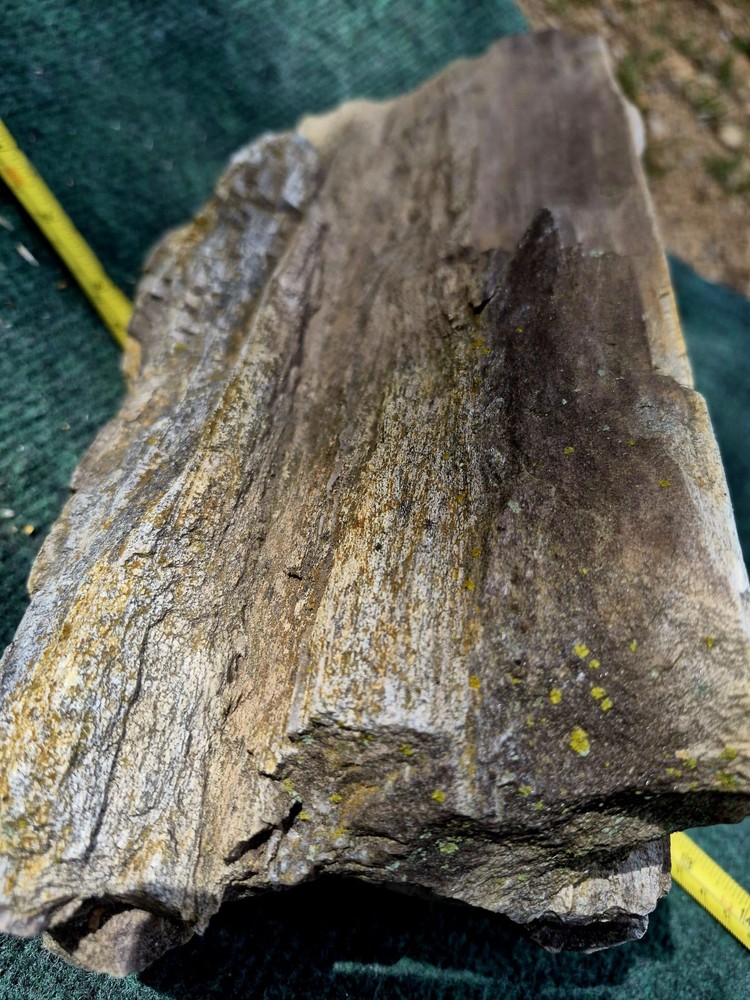 12in. Petrified Wood