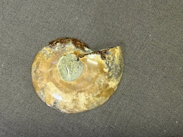 SPECTACULAR RARE,AMMOLITE(CANADA) INLAY IN FOSSIL AMMONITE(MADAGASCAR)SEE VIDEO!