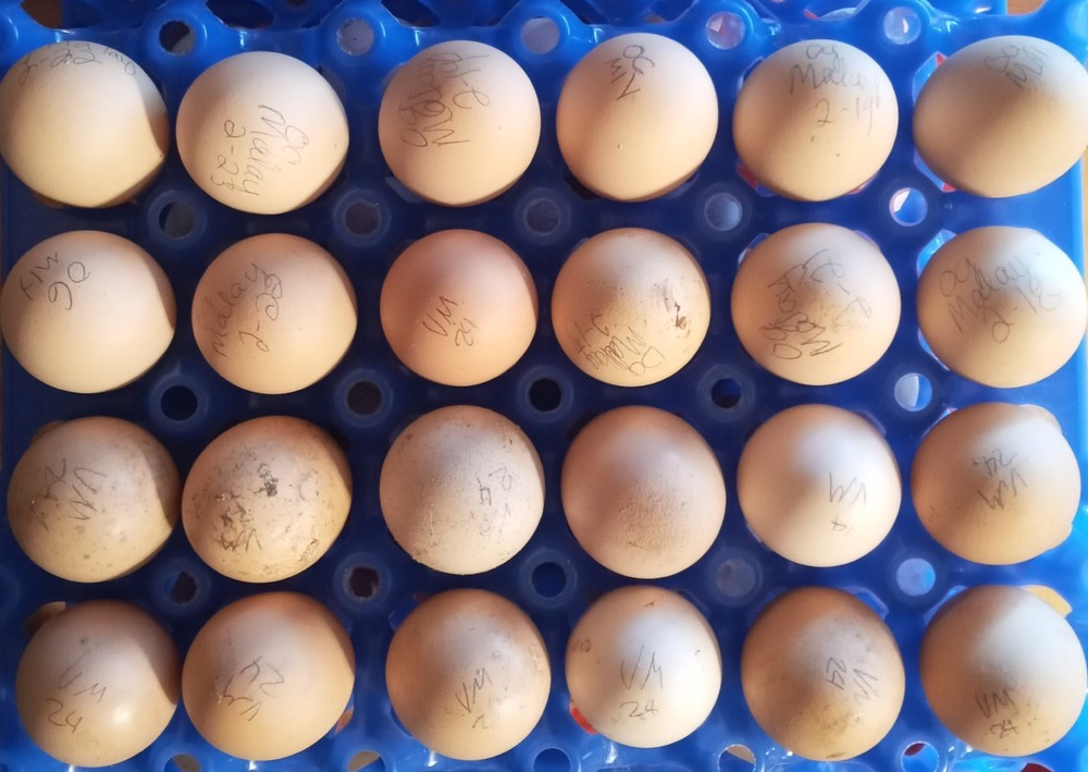 10+2 Endangered Hatching Eggs, PURE Malay Large Fowl | Multiple Varieties