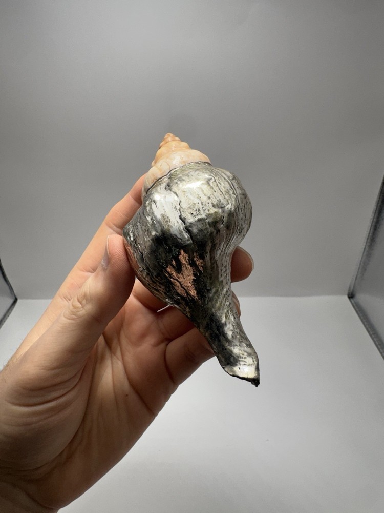 Silver Dipped Sea Shell Natural Ocean Shell Decorative Piece