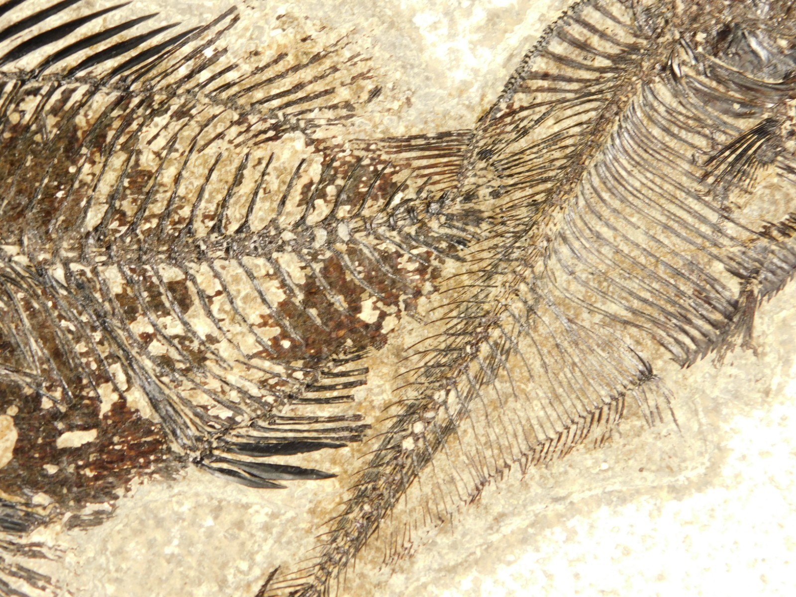 Two! SPECIES Rare Priscacara FISH Fossil and Diplomystus On HUGE Matrix Wyoming