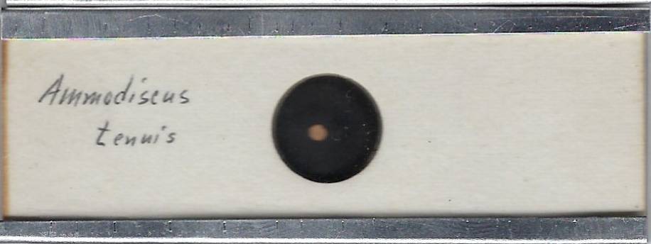 Foraminifera Ammodiscus tennis Microfossil Microscope Slide