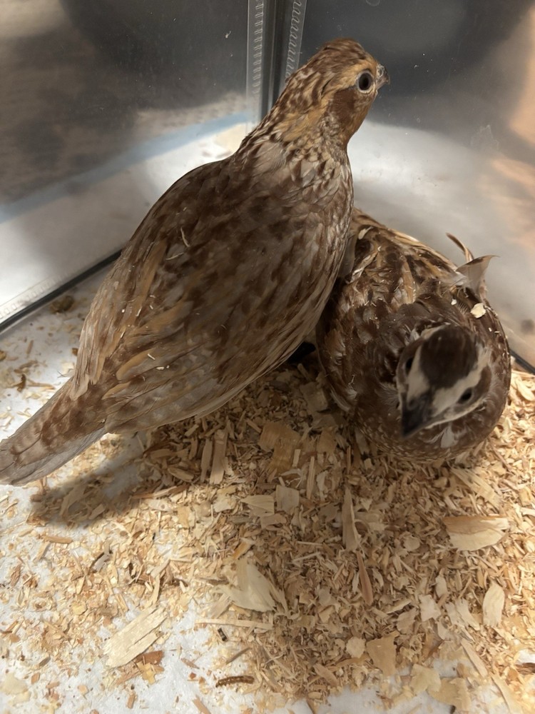 6+ Mixed Bobwhite Hatching Eggs