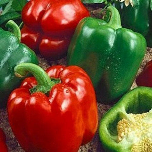 California Wonder 300 TMR Bell Pepper Seeds | Heirloom / Non-GMO | 1006