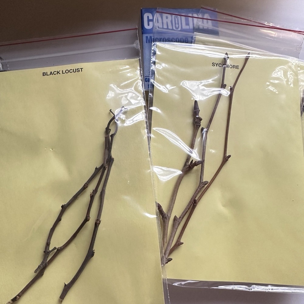 Vintage 70s Twig Identification Kit Tree Microscope Slides Nature