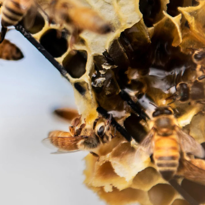 Manuka Honey Raw UMF 20+ MGO 850+ Manuka Health 8.8 oz New Zealand Certified