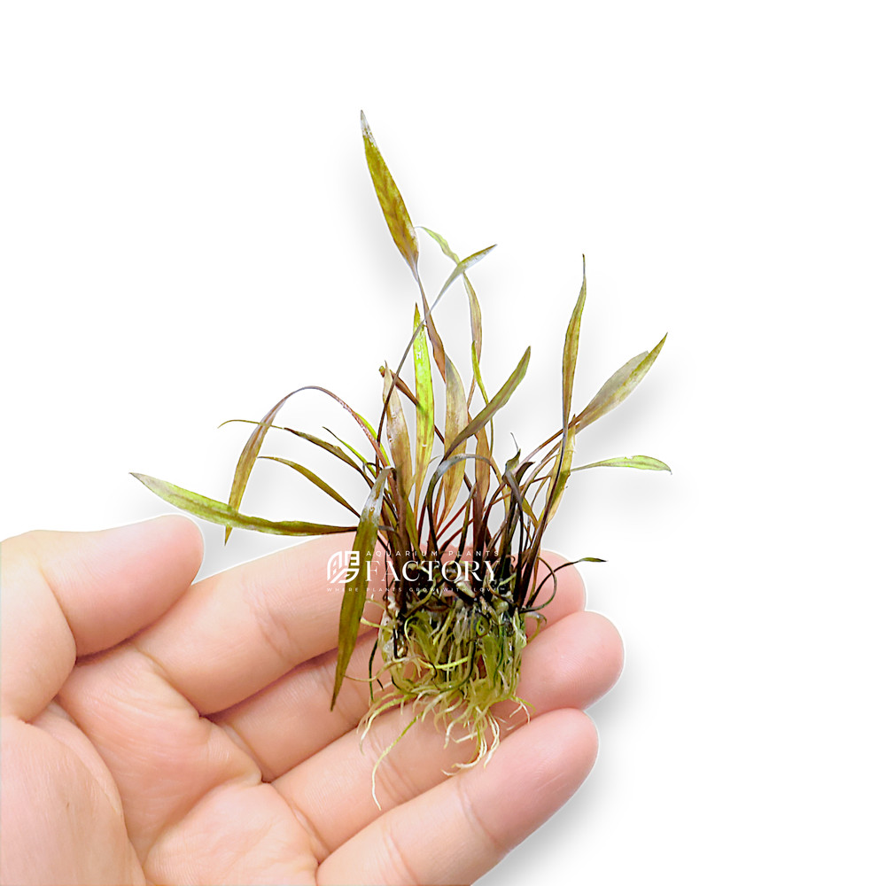 Cryptocoryne Nurii