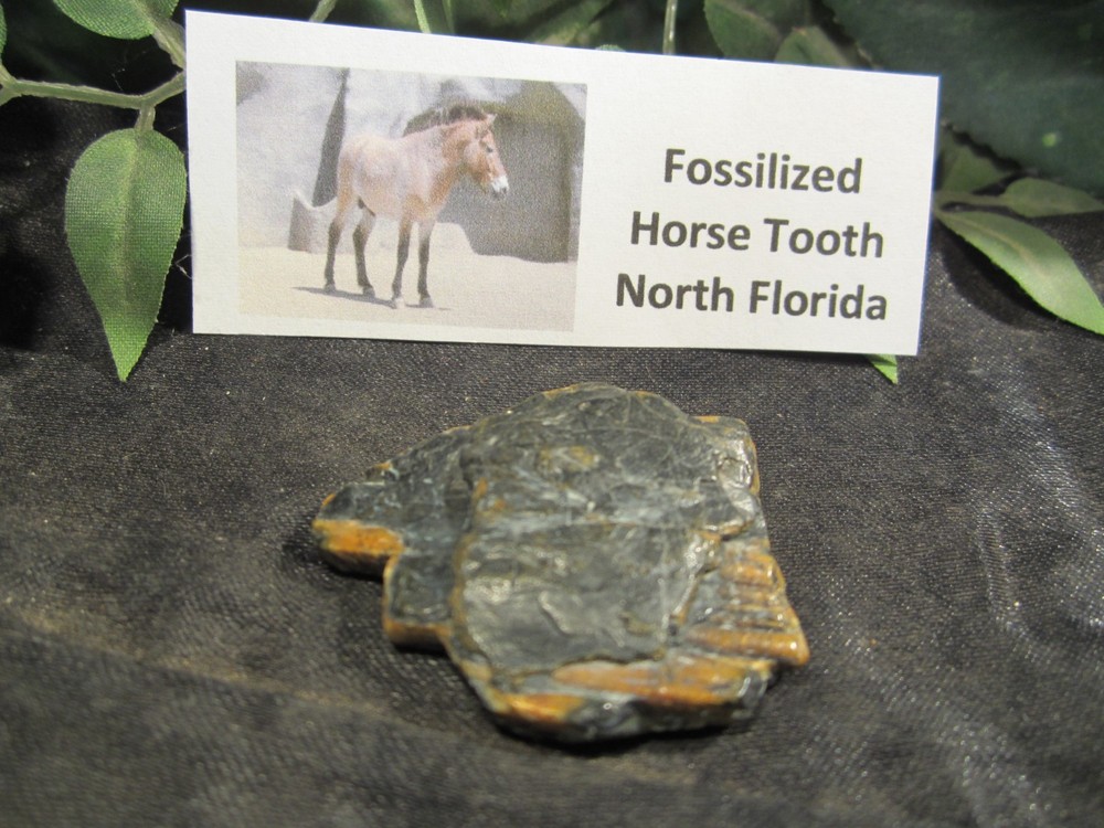 Fossilized Ice Age Horse Tooth  Venice, Florida