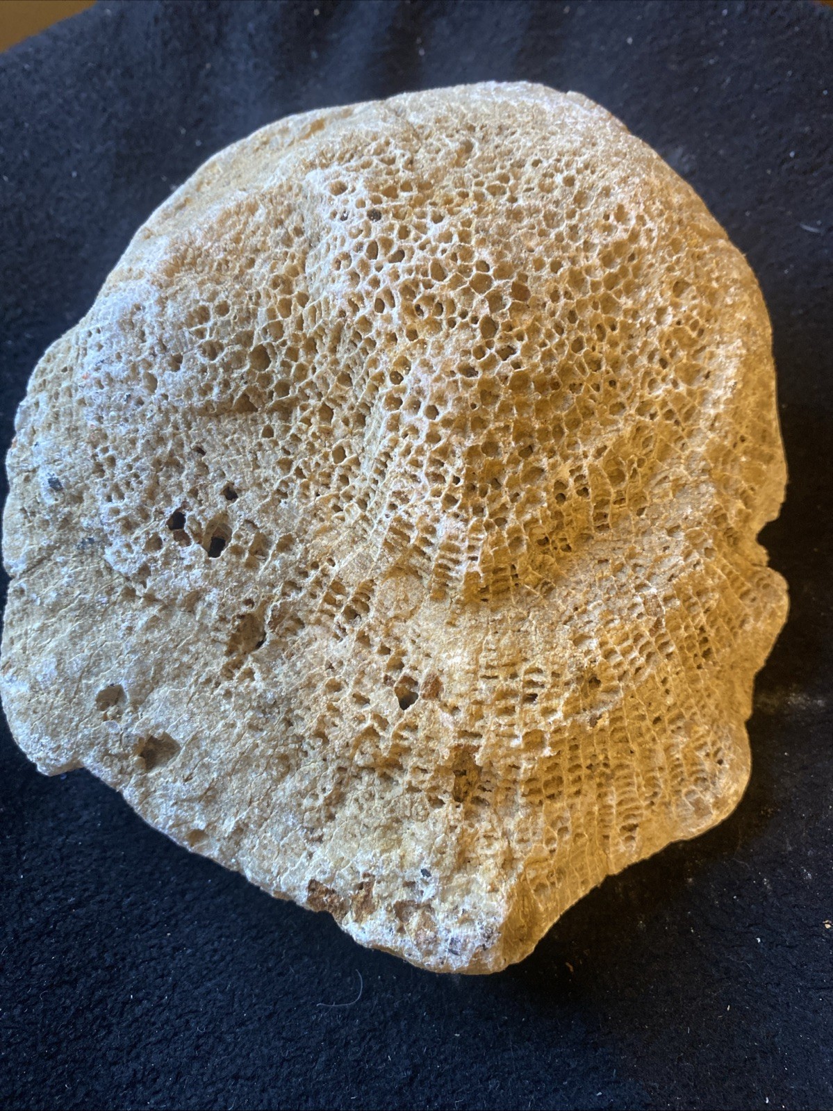 fossilized coral, a tabulate coral fossil specimen 3 Pounds From Kentucky