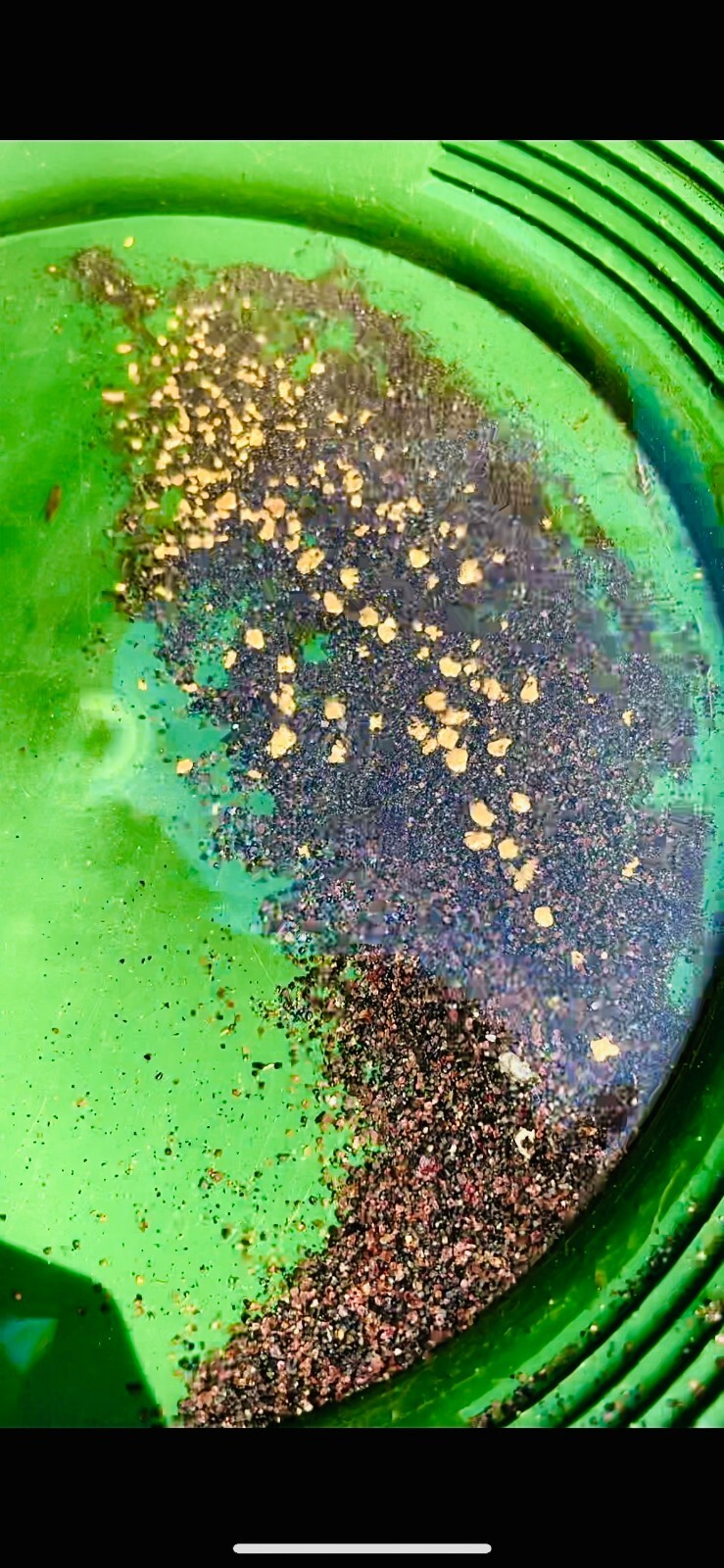 GOLD Paydirt Guaranteed Unsearched Rich with black sand + Added Gold concentrate