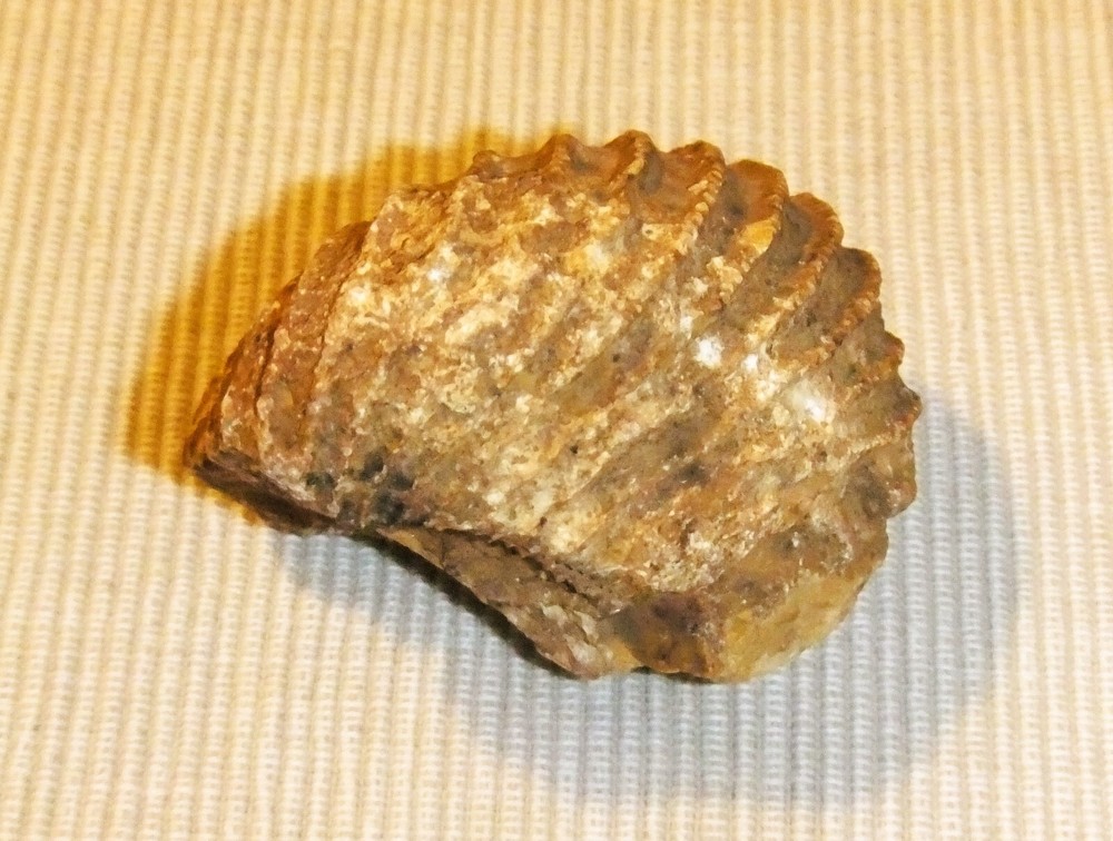 PTEROTRIGONIA FOSSIL