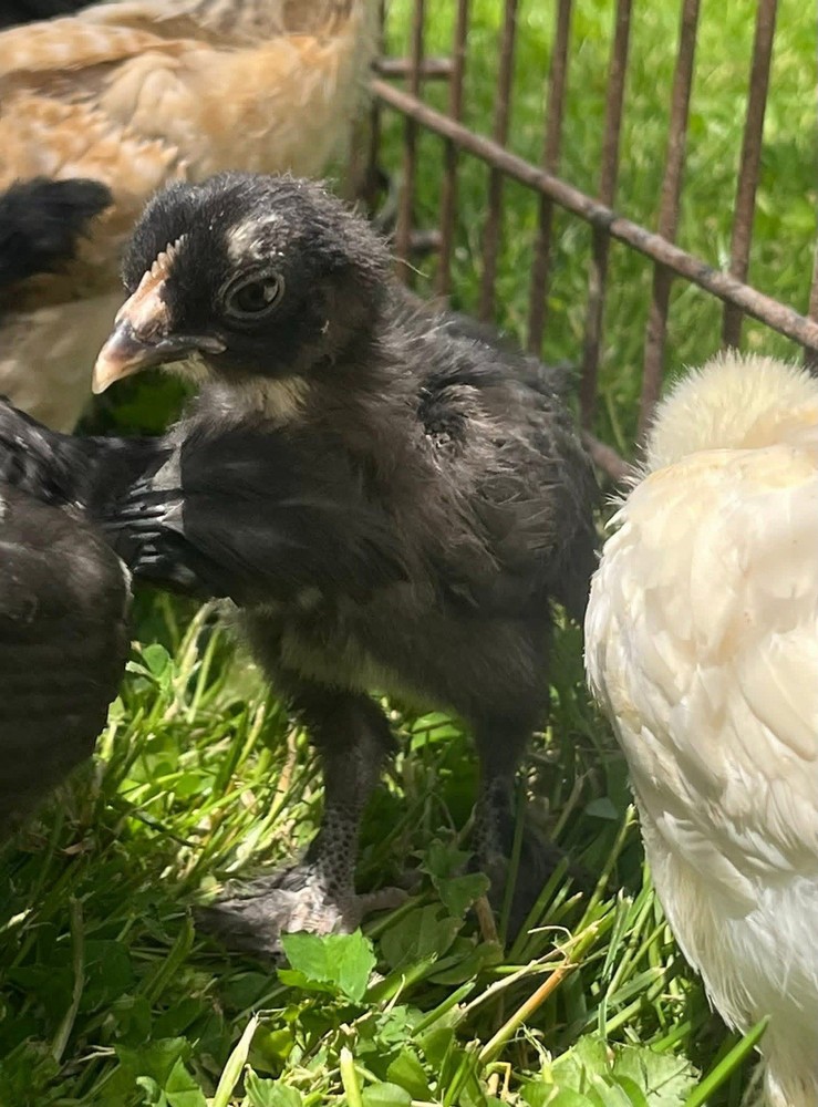 18+ Multi-Generational Olive Egger Hatching Eggs F1-F3