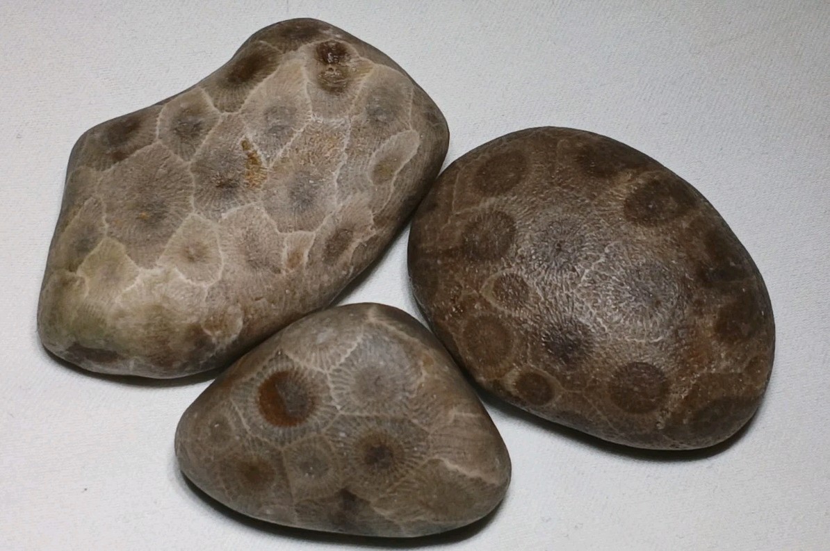 High Pattern Petoskey Stone Lot Natural Great Lakes Michigan Unpolished Fossils