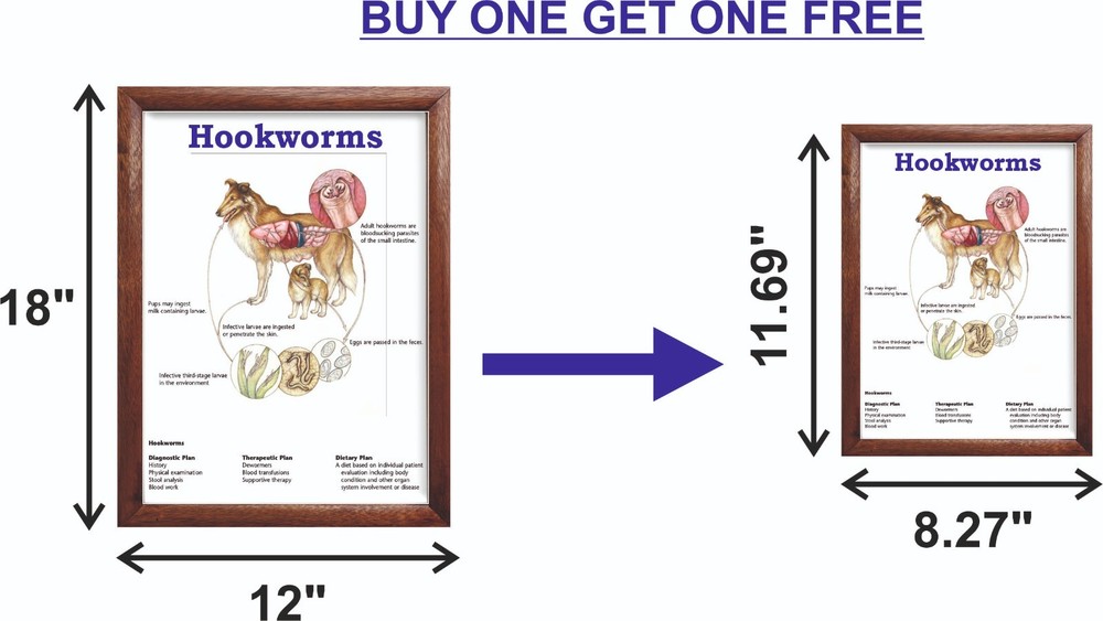 Hookworms Chart 12x18 inches