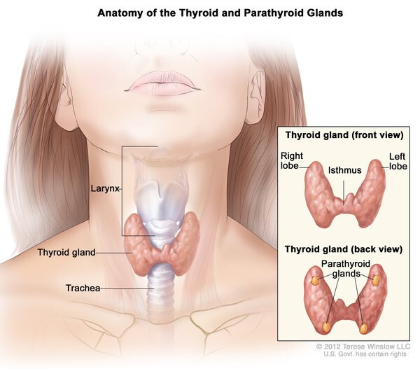 LymphatiCare - Serious Support for Lymph Nodes, Thyroiditis, Goiter & Much More