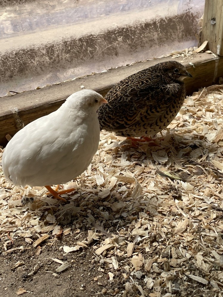1 Dozen Button Quail Eggs (Brown/Green/Blue) Hatching Eggs