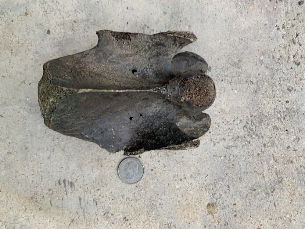 fossilized bison Bone