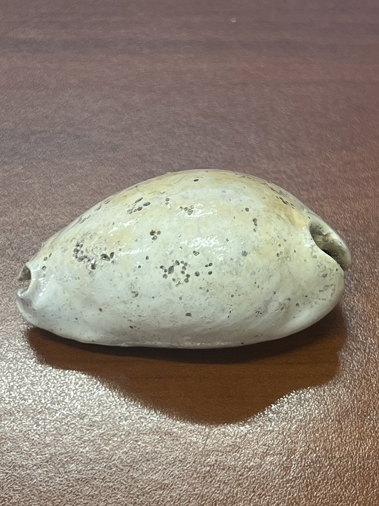 EXTINCT Fossilized COWRIE Shell From Central Florida, Pliocene Era.