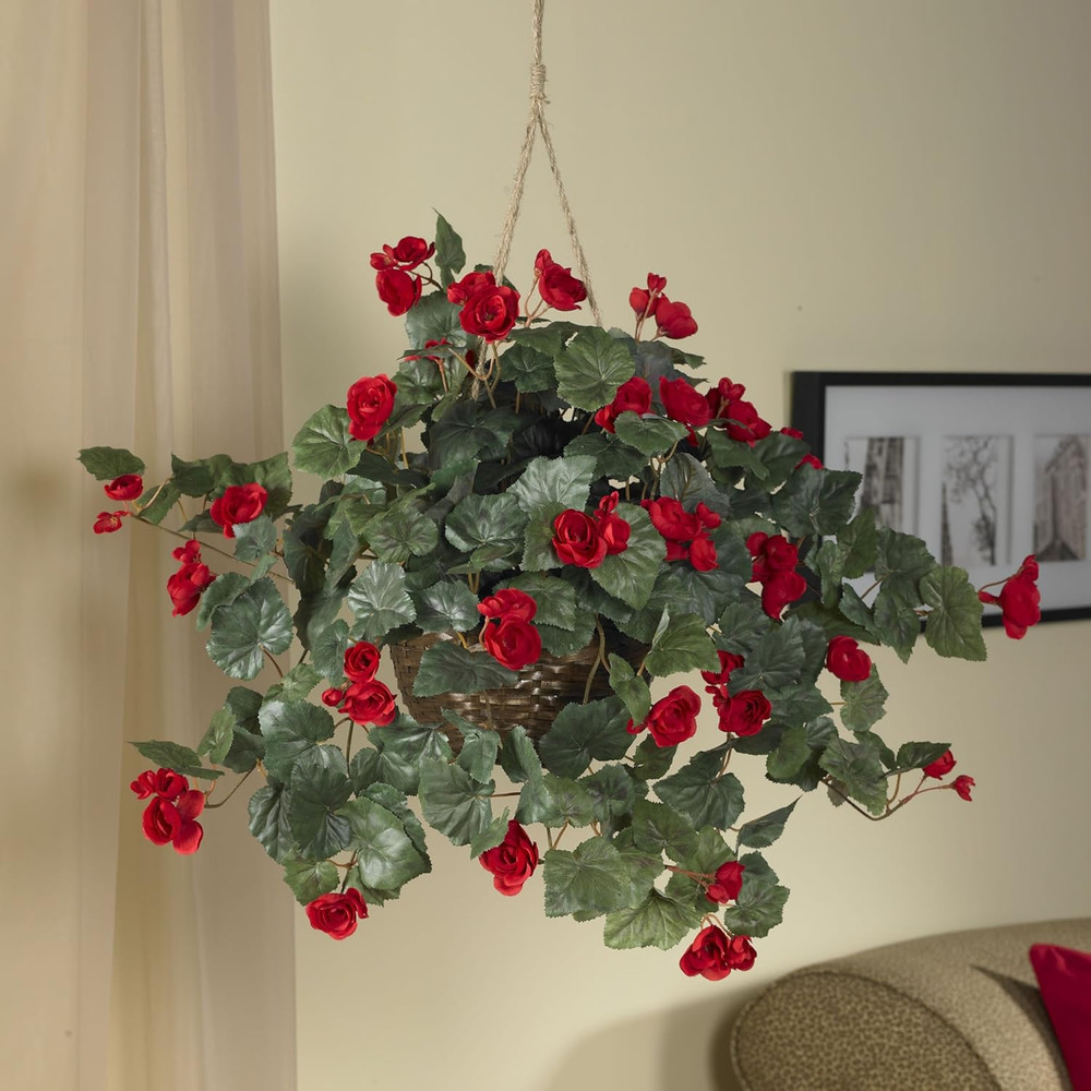 Begonia Hanging Basket