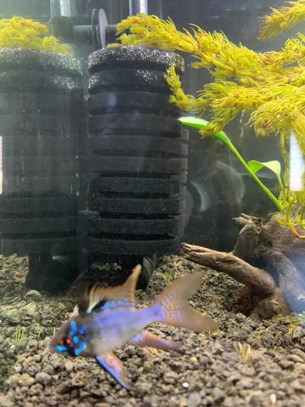 Large Double Head Bio-Sponge Filter