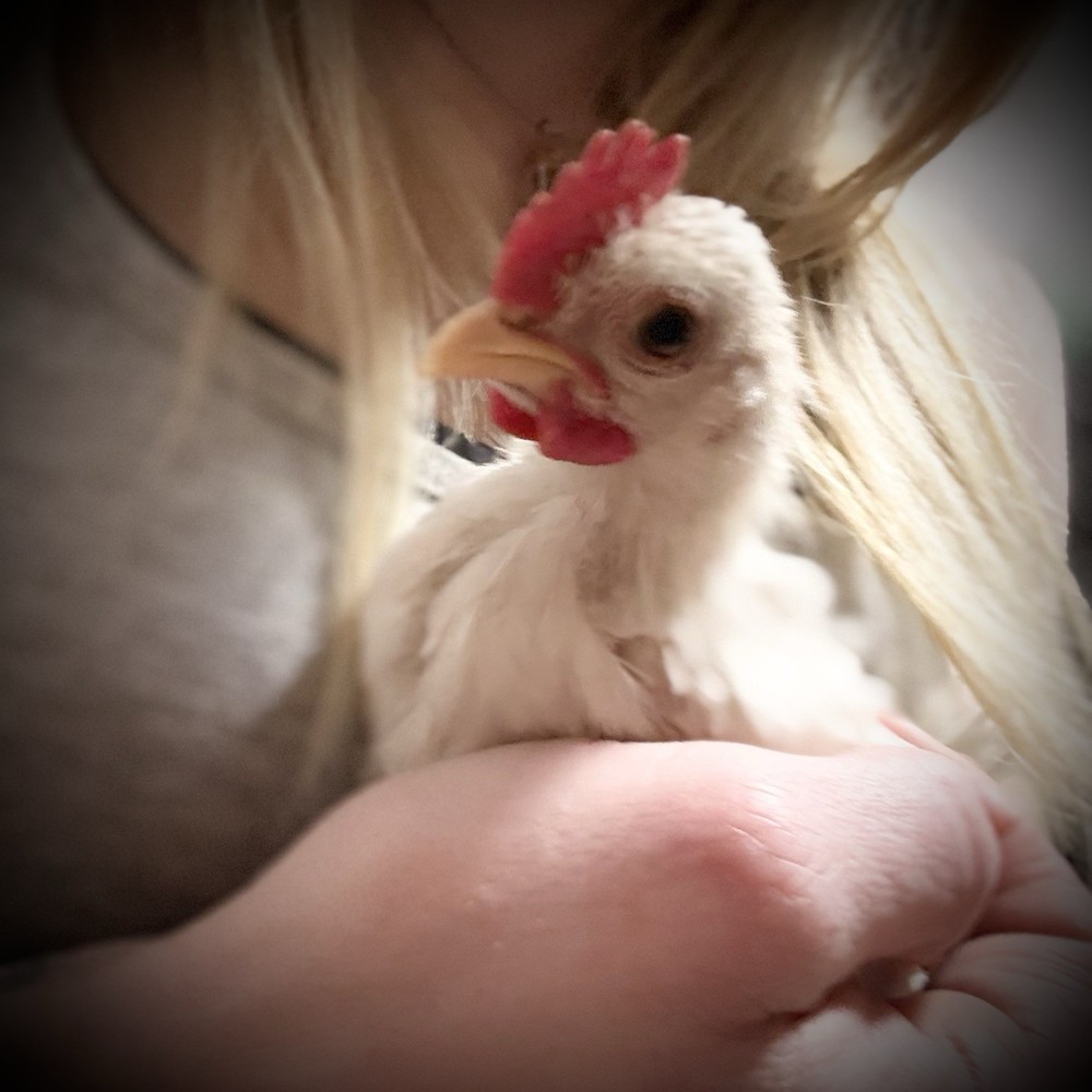 18++Small/Micro A&B SERAMA Hatching Eggs