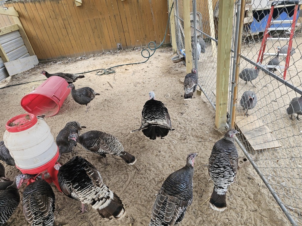 6 Eastern Turkey eggs for hatching