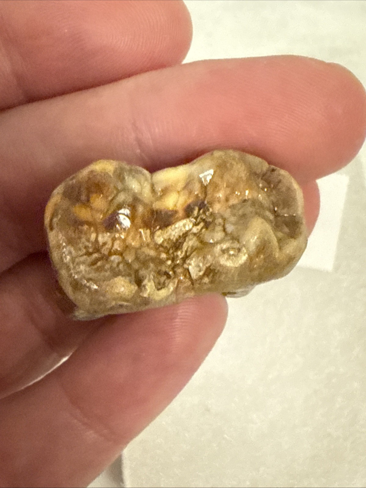 Cave Bear Tooth Molar Fossil From Romania Approximately 25,000 Years Old