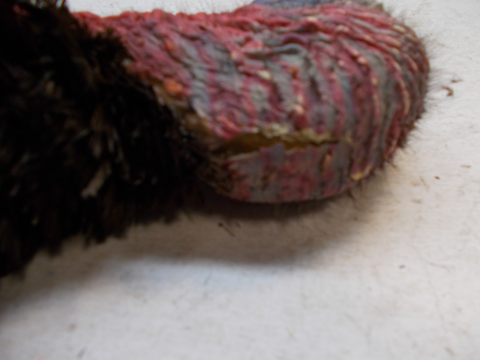 wild turkey mounted turkey head taxidermy cabin decor