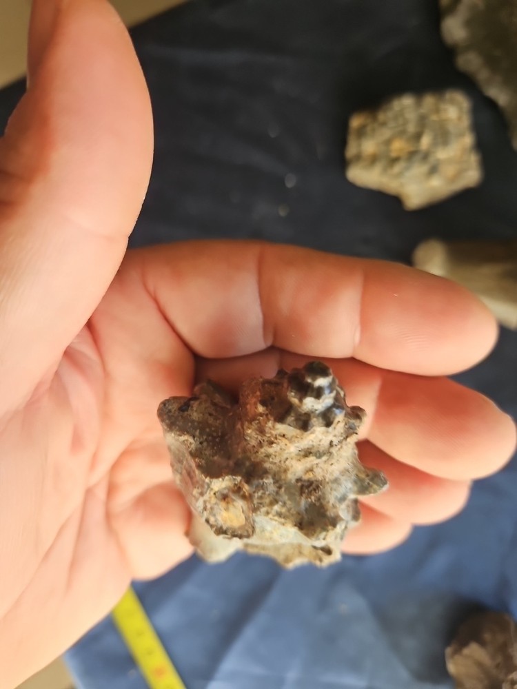 Strombus Gasteropod Fossil