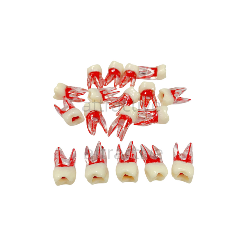 Dental Tooth Endo Root Canal Study Model For RCT Practice Blocks Pulp Cavity