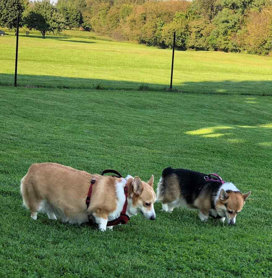 EasyPetFence No Dig Dog Fence Kit - Multiple Mesh Types - 6' x 100'