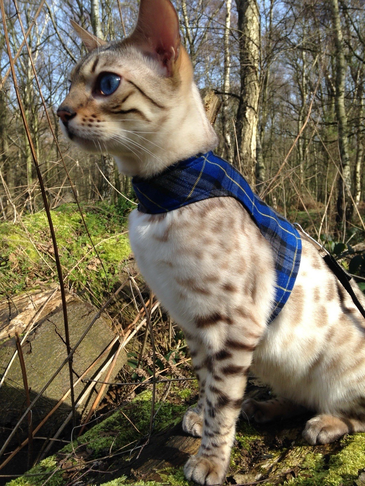 Butterfly Cat Jackets - Cat Walking Harness Jacket Tartan Plaid Fabric designs