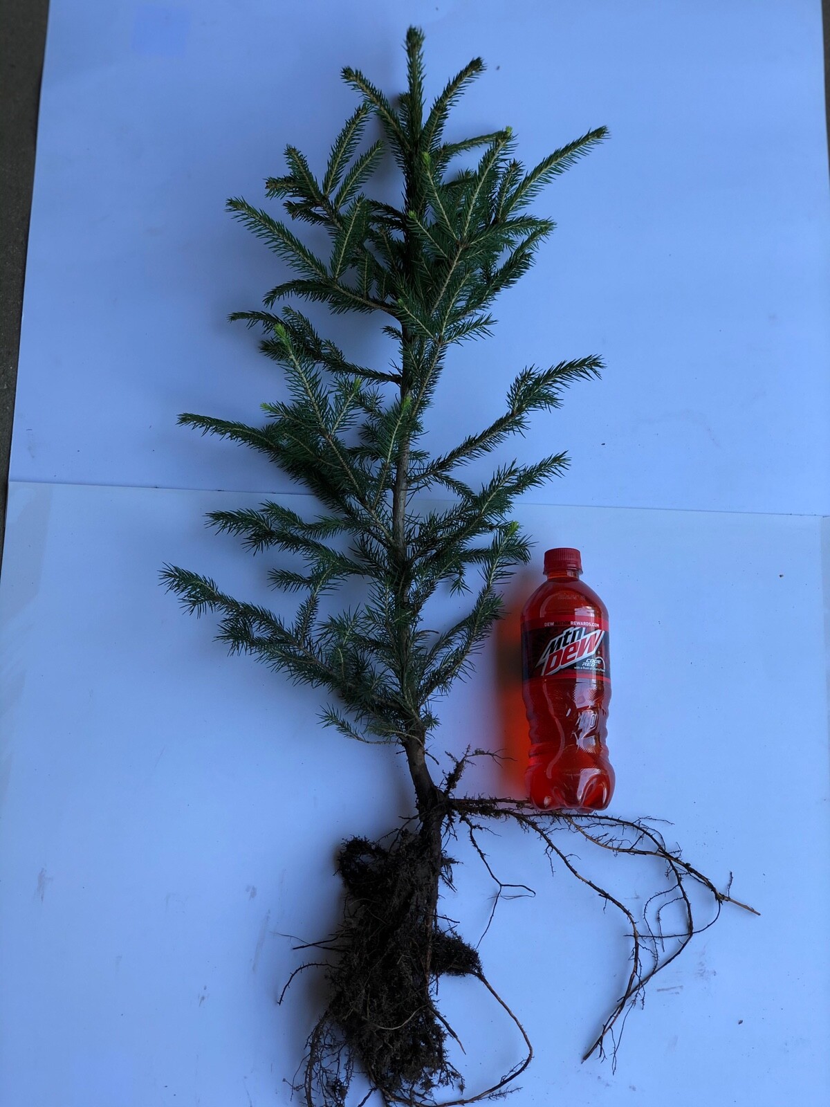 33 NORWAY SPRUCE 22"+ TRANSPLANTS - FRESH DUG - GROWER DIRECT - MID APRIL SHIP