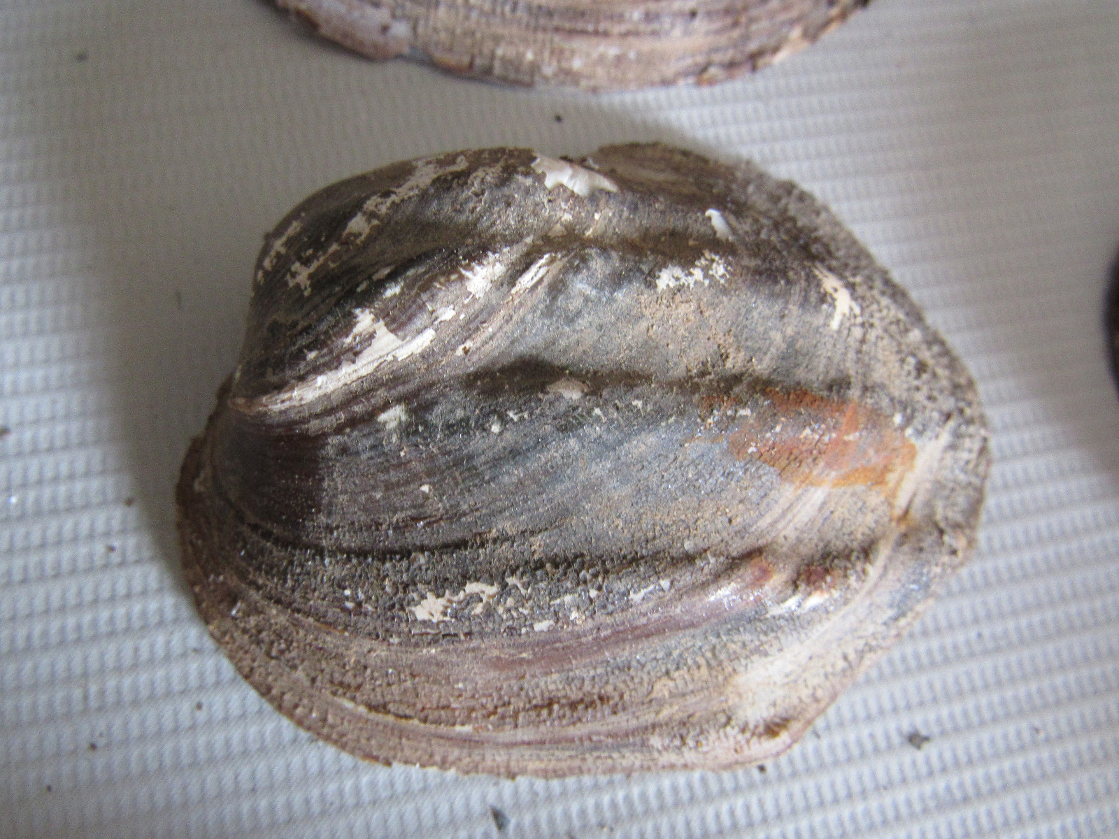 Set of 40 Fifty Year Stock Mother of Pearl Unpolished Freshwater Mussel Shells