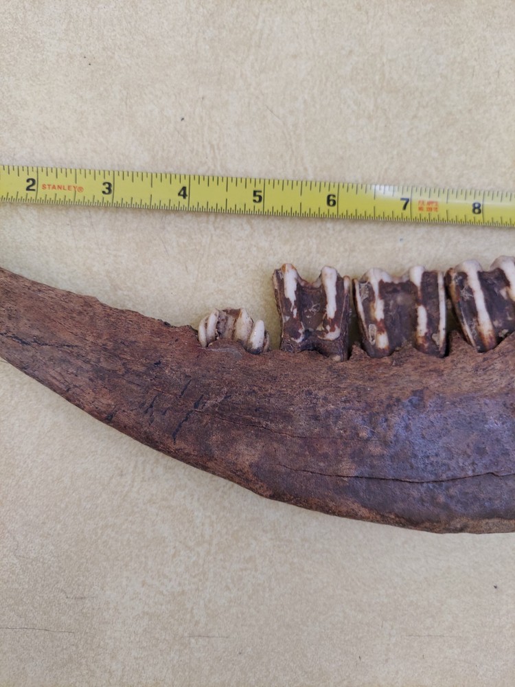 Bison Partial Jaw Bone Fossil with 3 Teeth 12"
