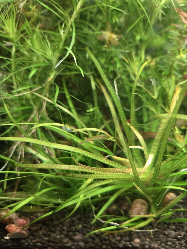 Blxya Japonica 3x