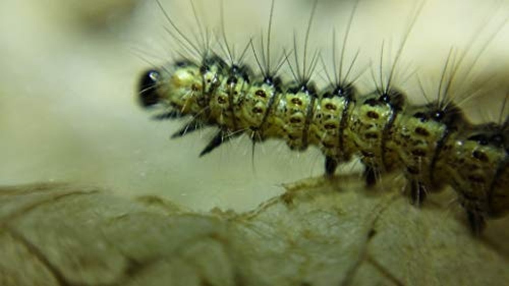 Blips Macro Kit - mini-Lenses for Smartphone and Tablet