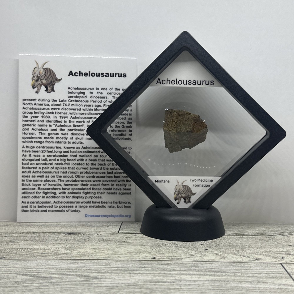 Achelousaurus Extinct Ceratops Dinosaur Bone Fossil in Display Case