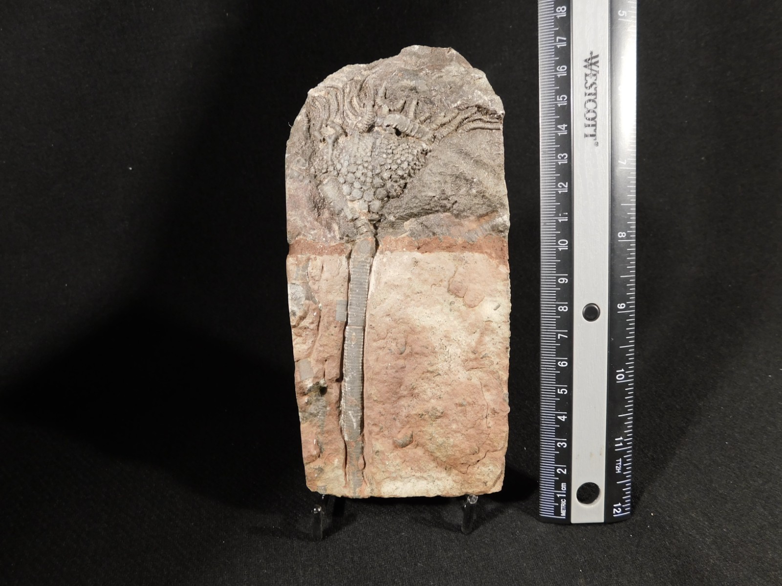 430 Million Year Old! CRINOID Fossil or Sea LILY Fossil Morocco 384gr