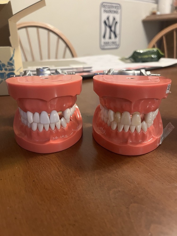 Kilgore Mcg 1 Fixed Dentoform x2